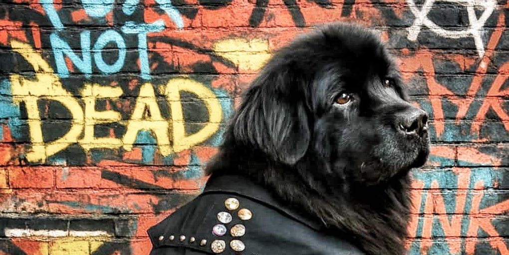 Barking Poets Teamed Up With The Pooch Pistols For ‘Change Our Ways’  Fundraiser; New Single Out On July 4th 